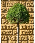 Ялина канадська Коніка на штамбі | Picea glauca Conica on the trunk | Ель канадская Коника на штамбе